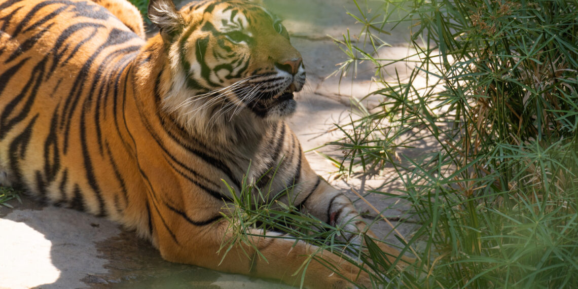 BIOPARC impulsa avances para salvar al tigre de Sumatra, considerado el felino más amenazado del planeta