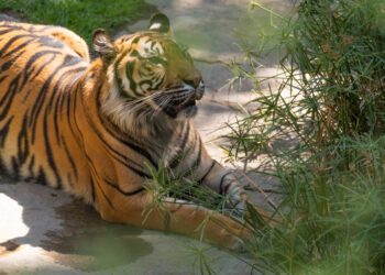 BIOPARC impulsa avances para salvar al tigre de Sumatra, considerado el felino más amenazado del planeta