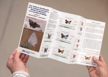La Diputación edita una guía para identificar 60 especies de las mariposas más frecuentes de la provincia