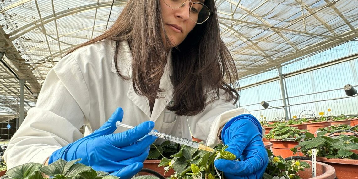 Una investigación andaluza aplica IA para mejorar el sabor y aroma de la fresa frente al cambio climático