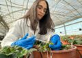 Una investigación andaluza aplica IA para mejorar el sabor y aroma de la fresa frente al cambio climático