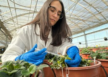 Una investigación andaluza aplica IA para mejorar el sabor y aroma de la fresa frente al cambio climático