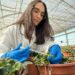 Una investigación andaluza aplica IA para mejorar el sabor y aroma de la fresa frente al cambio climático