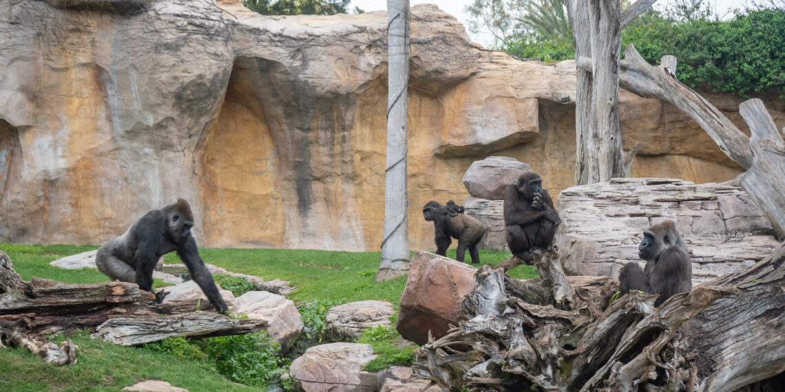 BIOPARC llama a la acción para proteger África en la conmemoración de su Día Mundial