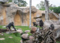 BIOPARC llama a la acción para proteger África en la conmemoración de su Día Mundial