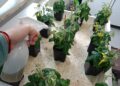 Un abono hecho a partir de bacterias aumenta hasta un 60% la producción de cultivos en condiciones de sequía o salinidad