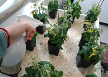 Un abono hecho a partir de bacterias aumenta hasta un 60% la producción de cultivos en condiciones de sequía o salinidad