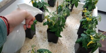 Un abono hecho a partir de bacterias aumenta hasta un 60% la producción de cultivos en condiciones de sequía o salinidad