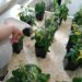 Un abono hecho a partir de bacterias aumenta hasta un 60% la producción de cultivos en condiciones de sequía o salinidad