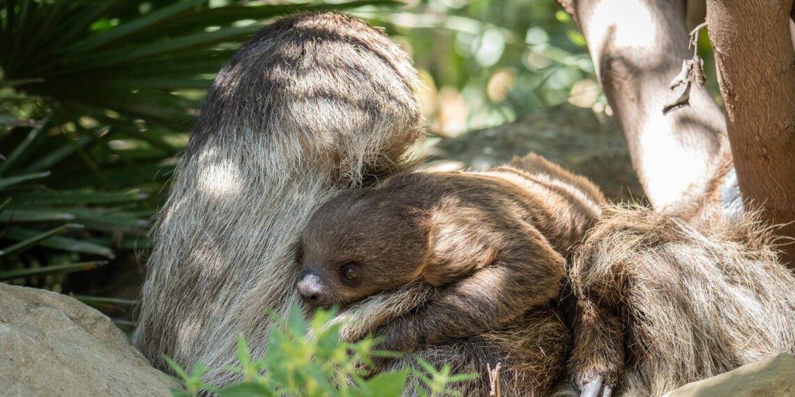 BIOPARC Fuengirola confirma que la cría de perezoso nacida hace unos meses es hembra y abre una votación pública para elegir su nombre