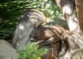 BIOPARC Fuengirola confirma que la cría de perezoso nacida hace unos meses es hembra y abre una votación pública para elegir su nombre