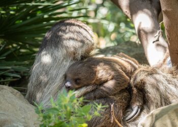 BIOPARC Fuengirola confirma que la cría de perezoso nacida hace unos meses es hembra y abre una votación pública para elegir su nombre