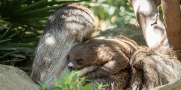 BIOPARC Fuengirola confirma que la cría de perezoso nacida hace unos meses es hembra y abre una votación pública para elegir su nombre