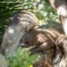 BIOPARC Fuengirola confirma que la cría de perezoso nacida hace unos meses es hembra y abre una votación pública para elegir su nombre