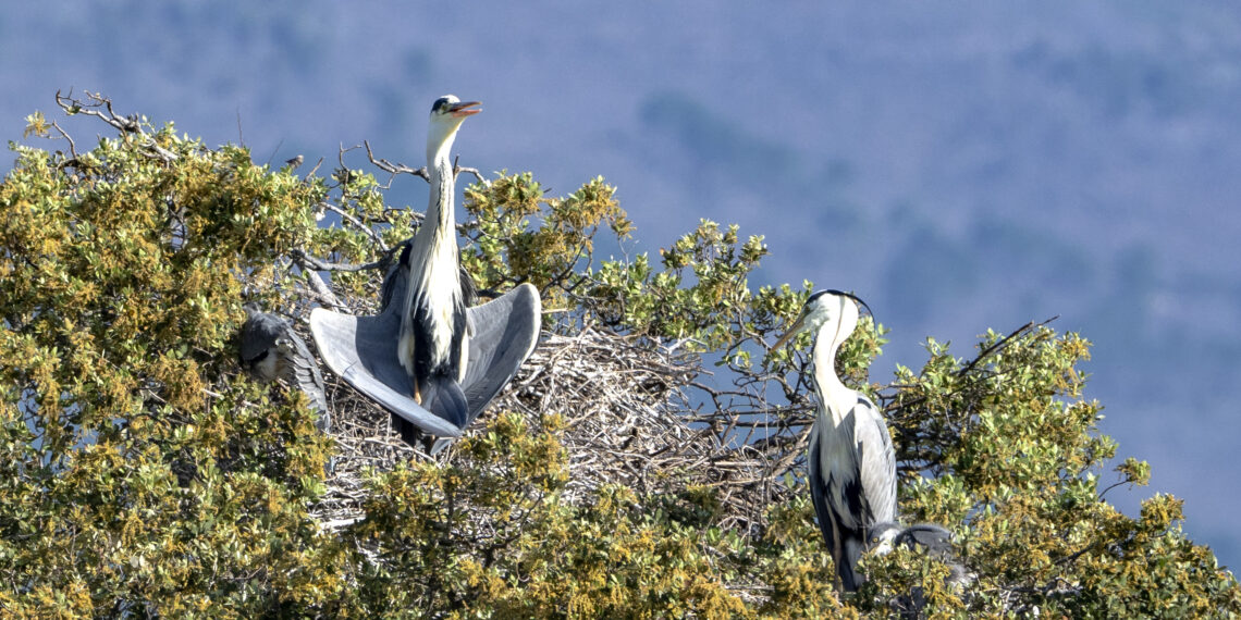 La Diputación amplía el contenido de su serie sobre biodiversidad de la provincia con vídeos sobre las riberas de ríos, las aves invernantes y la cabra montés