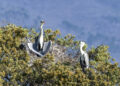 La Diputación amplía el contenido de su serie sobre biodiversidad de la provincia con vídeos sobre las riberas de ríos, las aves invernantes y la cabra montés