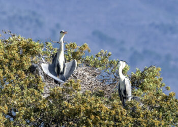 La Diputación amplía el contenido de su serie sobre biodiversidad de la provincia con vídeos sobre las riberas de ríos, las aves invernantes y la cabra montés