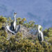 La Diputación amplía el contenido de su serie sobre biodiversidad de la provincia con vídeos sobre las riberas de ríos, las aves invernantes y la cabra montés
