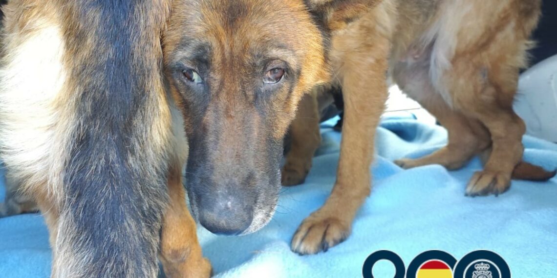Descubren un criadero de animales en Almayate y detiene a dos personas por maltrato animal