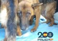 Descubren un criadero de animales en Almayate y detiene a dos personas por maltrato animal