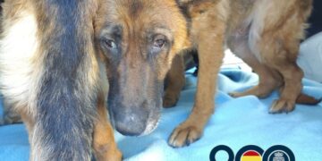 Descubren un criadero de animales en Almayate y detienen a dos personas por maltrato animal