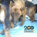 Descubren un criadero de animales en Almayate y detiene a dos personas por maltrato animal