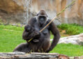 BIOPARC Fuengirola celebra 25 años demostrando que los zoológicos pueden cambiar el mundo