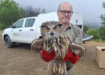 Liberadas a su medio natural cinco aves tras ser recuperadas por el CREA de Málaga