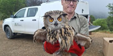 Liberadas a su medio natural cinco aves tras ser recuperadas por el CREA de Málaga