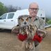 Liberadas a su medio natural cinco aves tras ser recuperadas por el CREA de Málaga