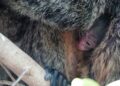 BIOPARC Fuengirola celebra el nacimiento de su primera cría de saki de cara blanca