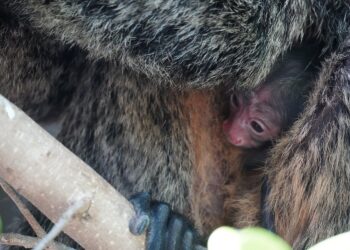 BIOPARC Fuengirola celebra el nacimiento de su primera cría de saki de cara blanca