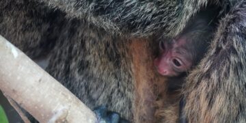 BIOPARC Fuengirola celebra el nacimiento de su primera cría de saki de cara blanca