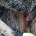 BIOPARC Fuengirola celebra el nacimiento de su primera cría de saki de cara blanca