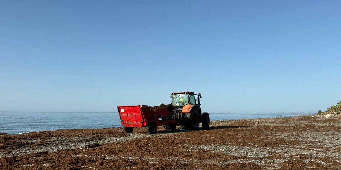 Estepona activa un plan de choque urgente y refuerza medios para retirar la llegada masiva del alga asiática al litoral