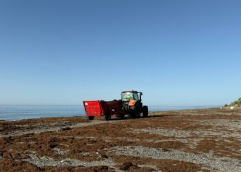 Estepona activa un plan de choque urgente y refuerza medios para retirar la llegada masiva del alga asiática al litoral