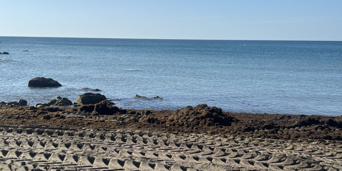 El alga asiática vuelve a invadir la Costa del Sol