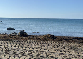 El alga asiática vuelve a invadir la Costa del Sol