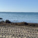 El alga asiática vuelve a invadir la Costa del Sol