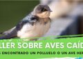 Produnas Marbella organiza un taller informativo sobre cómo actuar ante aves caídas