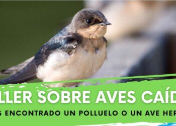 Produnas Marbella organiza un taller informativo sobre cómo actuar ante aves caídas