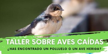 Produnas Marbella organiza un taller informativo sobre cómo actuar ante aves caídas