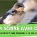 Produnas Marbella organiza un taller informativo sobre cómo actuar ante aves caídas