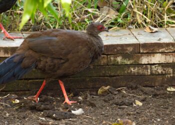 De la Costa del Sol hasta Vietnam: una faisana nacida en la BIOPARC Fuengirola ya forma parte del proyecto de reintroducción del faisán de Edwards en este país asiático