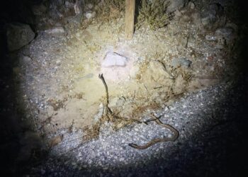 La Policía Local de Benalmádena identifica a los presuntos autores de las reiteradas fogatas en el Monte Calamorro