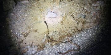 La Policía Local de Benalmádena identifica a los presuntos autores de las reiteradas fogatas en el Monte Calamorro