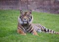 El rugido del tigre de Sumatra se apaga: BIOPARC Fuengirola reivindica su conservación en el Día Internacional del Tigre