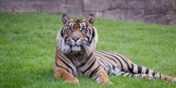 El rugido del tigre de Sumatra se apaga: BIOPARC Fuengirola reivindica su conservación en el Día Internacional del Tigre