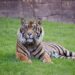 El rugido del tigre de Sumatra se apaga: BIOPARC Fuengirola reivindica su conservación en el Día Internacional del Tigre