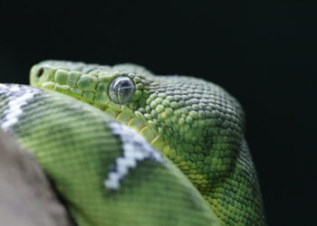 Los Selwos animan un año más a celebrar el Día Mundial de la Serpiente: esa gran aliada ecológica desconocida